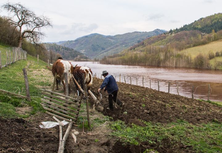 Un habitant de Geamana, en Roumanie, laboure la terre devant la maison de Valeria, au bord du bassin de décantation de la mine voisine de Rosia Poieni, le 22 avril 2019.&nbsp; (MARIE-ADELAÏDE SCIGACZ / FRANCEINFO)