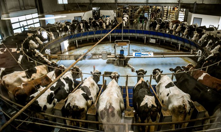 Un élevage intensif de vaches à Drucat (Somme), en 2017. (PHILIPPE HUGUEN / AFP)