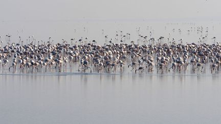 Des flamands roses p&ecirc;chent dans les eaux de l'&icirc;le Khadir pr&egrave;s de la fronti&egrave;re Indo-pakistanaise, le 18 d&eacute;cembre 2011. (SAM PANTHAKY / AFP)