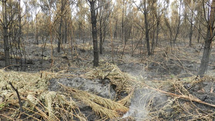 Uu fumeron dans la for&ecirc;t de Naujac-sur-Mer. (ELISE LAMBERT / FRANCETV INFO)