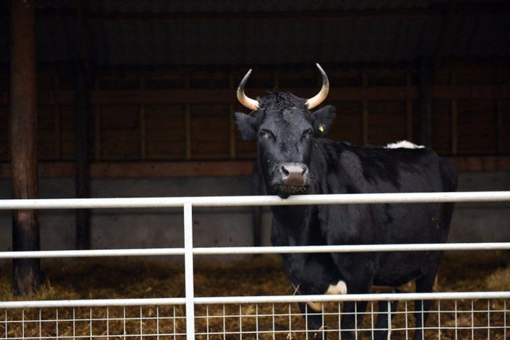 Une vache de la race Old Gloucester, dont le lait produit le formage du même nom, dans la ferme Charles Martell and Sons à Dymock (Gloucestershire) le 9 février 2017. (AFP - Oli Scarff)