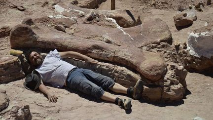 Un paléontologue pose à coté d'un fémur de dinosaure mesurant deux mètres quarante
 (MUSEO EGIDIO FERUGLIO / AFP)