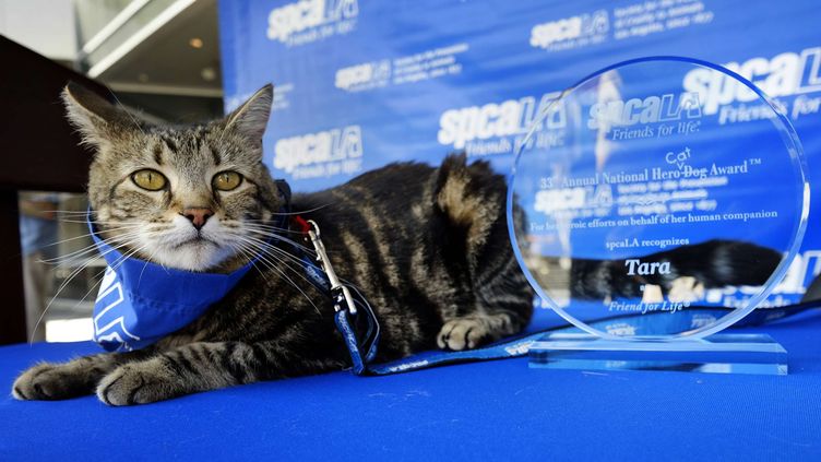 Le Chat Qui Avait Sauve Un Enfant De La Gueule D Un Chien A Ete Recompense