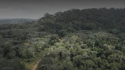 Au Gabon, des scientifiques partent à la recherche de virus encore inconnus, mais présents chez les animaux sauvages, au cœur de la forêt.&nbsp; (FRANCE 2)