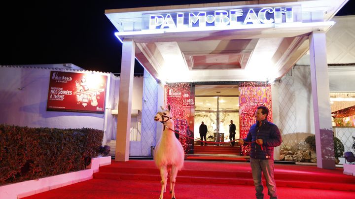 Serge le lama, &agrave; son arriv&eacute;e au Palm Beach de Cannes. (VALERY HACHE / AFP)