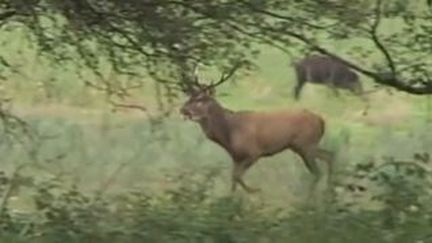 Environnement : la forêt menacée par les bêtes sauvages