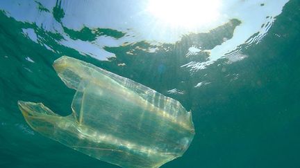 Les déchets plastiques de plus en plus nombreux dans les océans créent des amas immenses et une véritable aubaine pour les polypes de méduses qui s’y logent volontiers. Car, comme le dit Jacqueline Goy, «ils n’ont même plus besoin de se fixer dans les fonds marins». Le temps de dégradation des sacs plastiques est évalué entre 100 et 400 ans. (Biosphoto / Mathieu Foulquié)