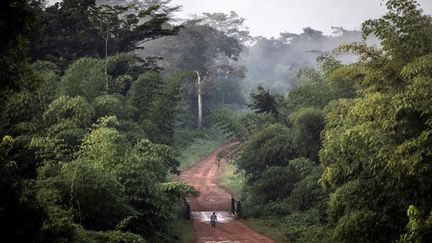 Dans ce pays, où plus de 40% du territoire est couvert de forêts et la gouvernance faible, la demande est forte. "Il y a des gens qui achètent, c'est pour ça qu'on vend", explique un chasseur, chef d'un village âgé de la cinquantaine. &nbsp; (JOHN WESSELS / AFP)