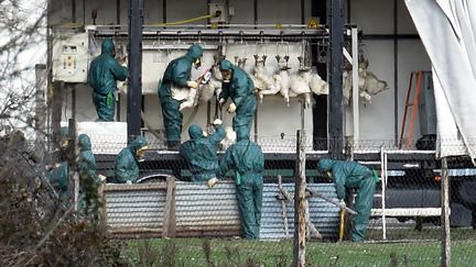 Grippe aviaire : abattage massif dans le Gers