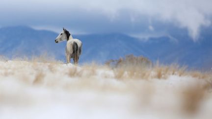 les mustangs sont considérés comme un trésor national et les associations de protection animale ont manifesté leur désaccord via de nombreuses pétitions, obligeant le BLM à renoncer à son action. (Mike Blake / Reuters)