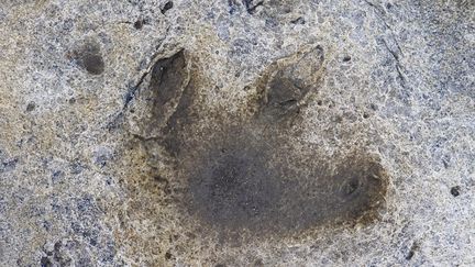 Une petite fille de 10 ans trouve des empreintes de dinosaure sur une plage au Pays de Galles. Photo d'illustration. (MAXPPP)