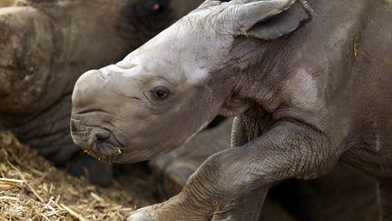 Inde : les anges gardiens des rhinocéros indiens