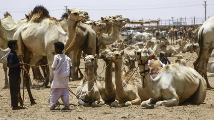 Des éleveurs avec leurs bêtes au marché aux chameaux d'el-Molih, à 100 km à l'ouest d'Omdurman, ville jumelle de la capitale soudanaise, le 10 juillet 2019. (ASHRAF SHAZLY / AFP)