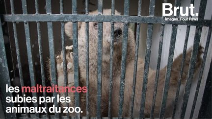 Après des années de maltraitance, ces animaux vont enfin être libérés du zoo de Marghazar, au Pakistan. Sur place, l'ONG Four Paws aide les autorités à les transférer vers des sanctuaires.