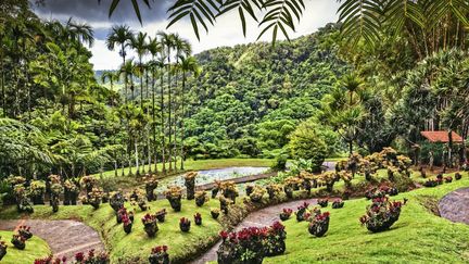 La fin du déconfinement et la réouverture du site du Jardin de Balata en Martinique. (GAMMA-RAPHO VIA GETTY IMAGES)