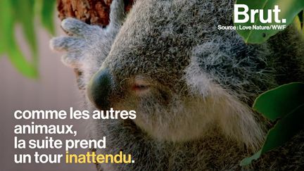 Les marsupiaux possèdent une poche ventrale qui a un rôle essentiel à la croissance des petits marsupiaux. (BRUT)