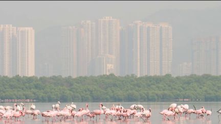 Écosystème :&nbsp;les flamants roses ont&nbsp;élu&nbsp;domicile en&nbsp;Inde (FRANCE 2)