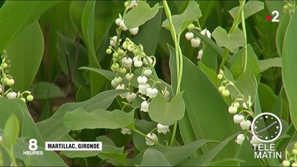 1er-Mai : les producteurs du muguet se préparent