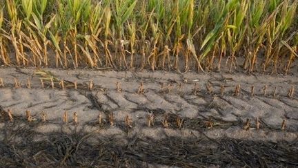 La sécheresse menace l'équilibre alimentaire mondial. (Saul Loeb/AFP)