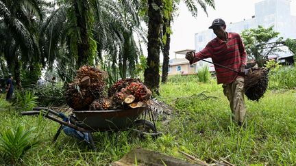 30 juin 2022 -  un travailleur étranger ramassant des fruits de palmiers à huile à Ijok, dans l'État malaisien de Selangor. (MOHD RASFAN / AFP)