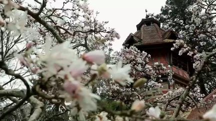 Printemps : quand les cerisiers japonais se parent de fleurs roses