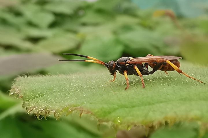 Guêpe parasite (Eutanyacra crispatoria).&nbsp; (ISABELLE MORAND / ANTOINE LANTIN / RADIO FRANCE / FRANCE INFO)