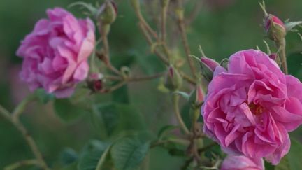 Bulgarie : à la découverte de la vallée des roses (France 2)