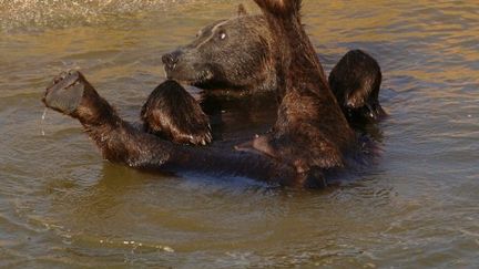 Ours brun au bain /LOUISA GOULIAMAKI (AFP)