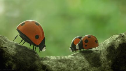 Une grande discussion des coccinelles dans "Minuscule 2 - Les mandibules du bout du monde". (Le Pacte)