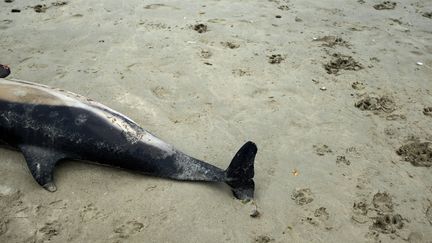 Un dauphin échoué photographié sur une plage bretonne, le 28 juillet 2020.&nbsp; (LYDIA FARES / HANS LUCAS / AFP)