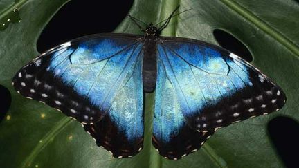  (Un morpho d'Amazonie. © Adrian Hepworth/Photoshot/Maxppp)