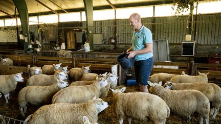 Un éleveur néerlandais nourrit ses moutons infectés par la maladie virale de la fièvre catarrhale, le 28 août 2024. Le sérotype 3, apparu en 2023 aux Pays-Bas, a été détecté pour la première fois en France le 5 août 2024. (NICK GAMMON / AFP)