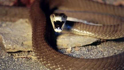 Un Mamba noir, un serpent mortel africain, dont le&nbsp;venin peut faire dispara&icirc;tre la douleur, selon les d&eacute;couvertes de chercheurs publi&eacute;es le 3 octobre 2012. (SIPA )