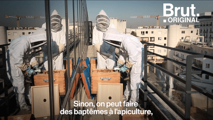 La société Apiterra propose aux entreprises et aux collectivités d’installer des ruches sur leurs toits ou leurs balcons. L’objectif : sensibiliser aux enjeux de la sauvegarde des abeilles pour la civilisation humaine.