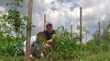 Initiative : à Toulouse, des potagers à louer pour les particuliers