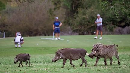 Unique en son genre, ce terrain composé de 9 trous et 18 départs, offre la particularité de n’être pas clôturé. On peut souvent apercevoir des familles de phacochères et d’autres animaux sauvages s’y promener.&nbsp; &nbsp; &nbsp; (JEAN ROSSOUW/ MAGNUS NEWS/SIPA)