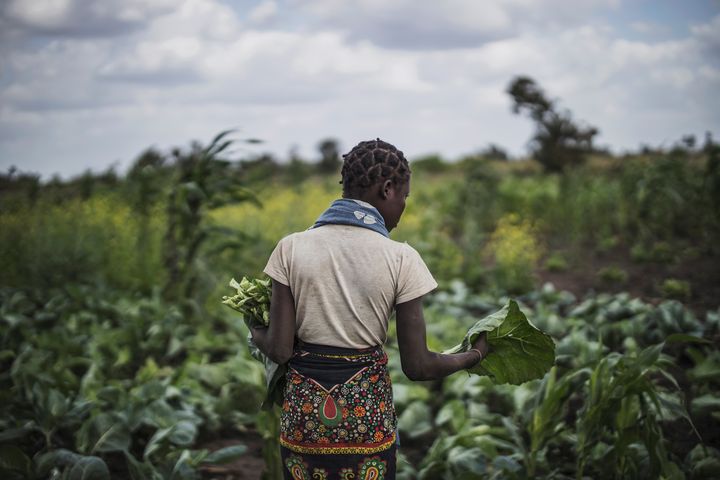 Une jeune femme récolte des légumes à Tica, près de Beira, à l'est du Mozambique, le 21 août 2019. (MARCO LONGARI / AFP)