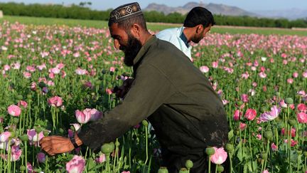 Les nouvelles pratiques culturales permettent jusqu'à trois récoltes de pavots par an  (afp/jawed Tanveer)