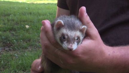 À Limoges (Haute-Vienne), une méthode naturelle est utilisée pour éradiquer les rats qui prolifèrent au bas d'un immeuble : le furet. Seules trois entreprises en France l'utilisent encore.&nbsp;&nbsp; (FRANCE 3)