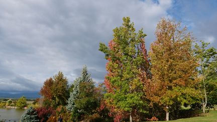 À l'automne, les feuillages flamboient : copalmes d'Amérique (Liquidambar rotundifolia&nbsp;et L. 'Andrew Hanson'). Contraste garanti avec le sapin bleu du Colorado (Picea pungens).&nbsp; (ISABELLE MORAND / RADIO FRANCE / FRANCE INFO)