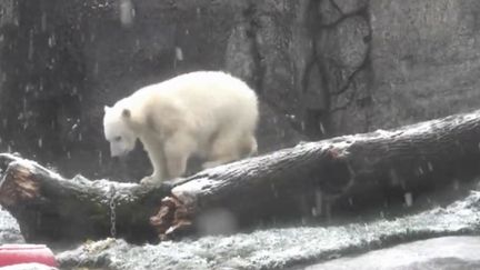 calendrier de l'Avent Nora l'ourse découvre la neige