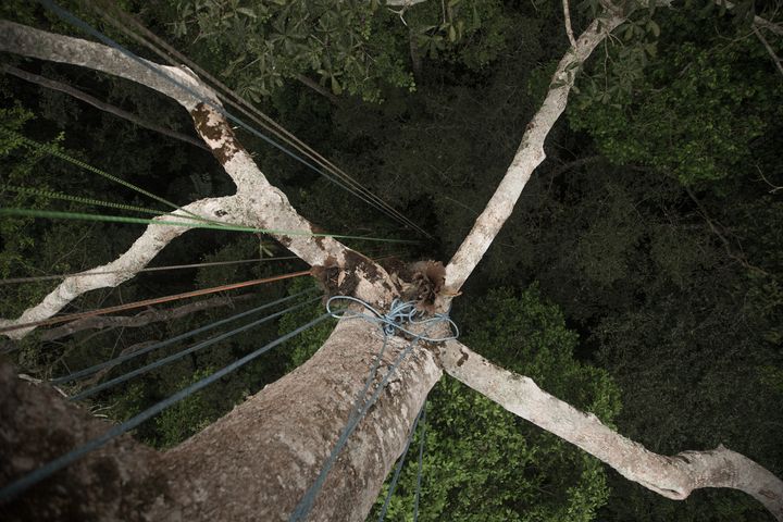 Vue du sommet d'un arbre (FLORENT VERGNES / AFP)