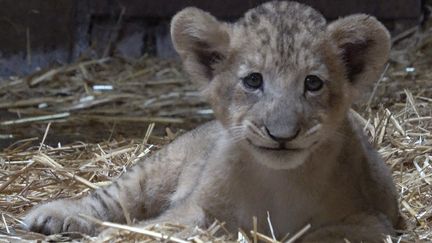 Simba, le lionceau né par insémination artificielle, au zoo de Singapour le 26 janvier 2021. (HANDOUT / WILDLIFE RESERVES SINGAPORE / AFP)