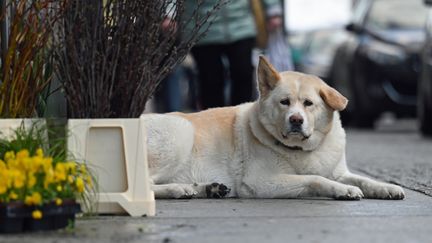 Une start-up japonaise a développé une application pour identifier les chiens grâce à leur truffe. (JONATHAN PENSCHEK / DPA)