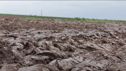 Nord : les agriculteurs déboussolés par le dérèglement climatique