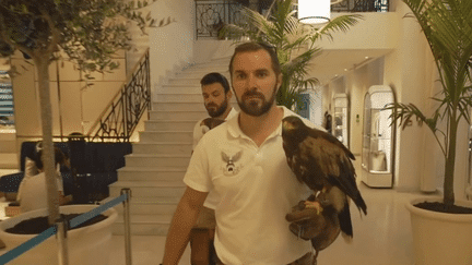 Festival de Cannes 2023 : quand les fauconniers entrent en scène sur la Croisette