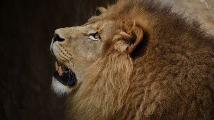 Un lion au zoo de Beauval (illustration). (GUILLAUME SOUVANT / AFP)