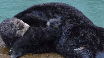 Un loutre a accouché dans l'aquarium de Monterey Bay, en Californie, dimanche 6 mars 2016. (MONTEREY BAY AQUARIUM / YOUTUBE)