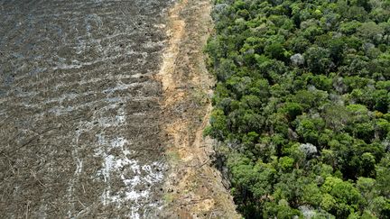 Une zone déboisée près de Sinop (Brésil), le 7 août 2020. (FLORIAN PLAUCHEUR / AFP)