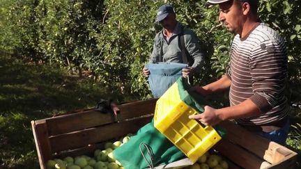 L’inquiétude monte dans les vergers. Les producteurs de pommes voient leur facture d’électricité s’envoler. Certains ont déjà acté une augmentation du coût de leurs fruits.&nbsp; (FRANCE 2)